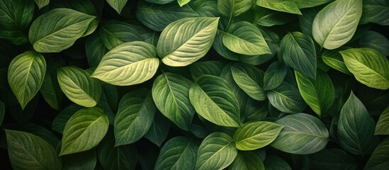 Poster - lush green leaf background with varying shades and textures for nature-inspired design and botanical