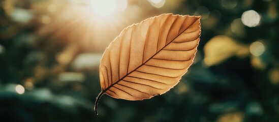 Poster - Autumn Brown Leaf with Soft Natural Light and Bokeh Background Creating a Warm and Inviting Atmosphere