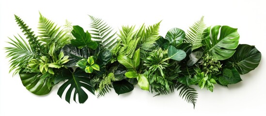 Poster - lush green leaf arrangement for decoration showcasing various tropical foliage isolated on a clean w