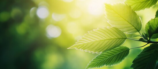 Poster - lush green leaf background with soft sunlight creating a serene and tranquil nature atmosphere for d
