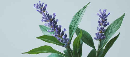 Poster - lavender plant with vibrant purple flowers and lush green leaves on a soft grey background showcasin
