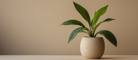 Poster - Laurentii plant in ceramic pot displayed on minimalistic sand-colored background showcasing modern interior decor elements