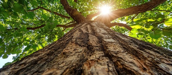 Poster - Textured tree bark with sunlight filtering through green leaves from below, showcasing natural beauty and details of the tree.