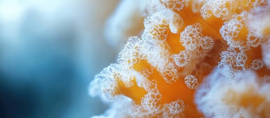 Poster - Macro Shot of Vibrant Coral Reef Texture with Room for Text and Design Elements