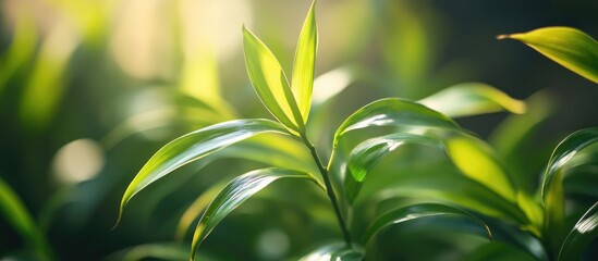 Wall Mural - Lucky bamboo leaves basking in sunlight showcasing vibrant green hues and delicate textures in a serene close-up setting.