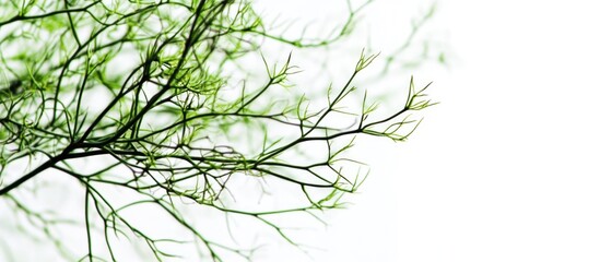 Poster - macro close-up of delicate green branches isolated on a white background showcasing natural textures and intricate patterns