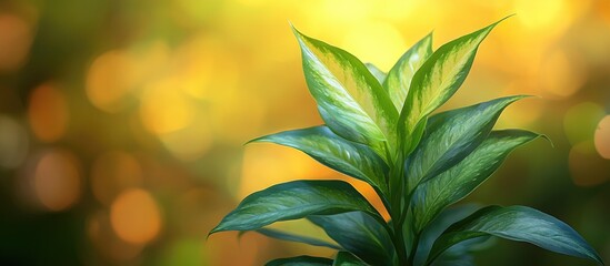 Poster - vibrant green multileaf plant against a blurred golden background showcasing natural beauty and sere