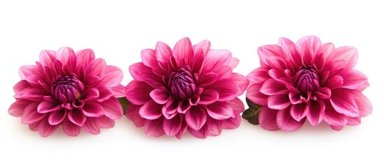 Poster - Magenta Dahlia Blossoms Arranged on a White Backdrop with Ample Space for Text or Branding