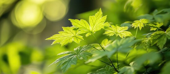 Poster - Lush green leaves with selective focus showcasing vibrant hues and natural light in a serene outdoor environment.