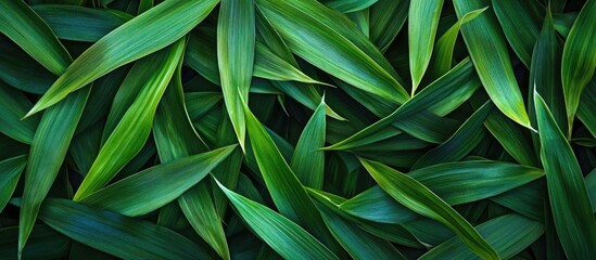 Poster - Macro shot of lush green bamboo leaves with vibrant colors and ample space for text for nature or wellness themes