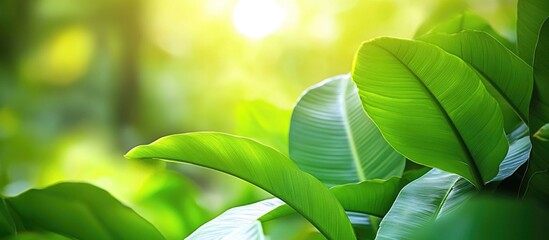 Poster - Lush green leaves background with soft sunlight creating a serene natural ambiance in close-up view.
