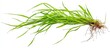Macro shot of vibrant green grass with roots isolated on white background for botanical or gardening presentations and design projects