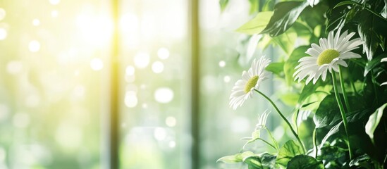 Poster - Sunlit daisy blossoms in a verdant background creating a serene atmosphere with ample space for overlaying text or graphics