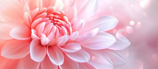 Poster - Macro Close Up of Delicate Pink and White Dahlia Flower with Soft Focus Background and Gentle Bokeh Effects