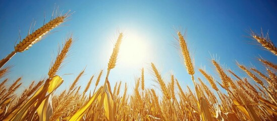 Poster - Golden cornfield at sunset with low angle perspective showcasing ripe crops against a clear blue sky and vibrant sun.