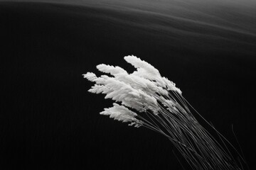 Aufkleber - Monochrome Botanical Elegance Soft Pampas Grass Against Dark Backdrop for Eco-Friendly Modern Design and Minimalist Marketing Visuals