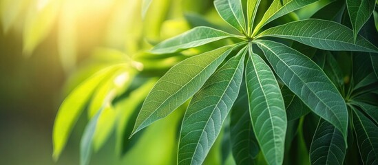 Poster - Macro close-up of vibrant green cassava leaves with sunlight filtering through, creating a lush and lively natural background.