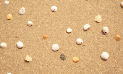 Wall Mural - Scattered shells on sandy beach