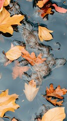 Wall Mural - Autumn Leaves Floating on Dark Water