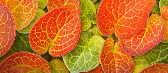 Sticker - Vibrant red and green foliage of Fittonia albivenis showcasing intricate patterns in a nursery setting for plant enthusiasts and decorators.