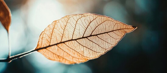 Poster - Detailed macro texture of a dry leaf showcasing its porous structure and intricate vein patterns with a soft blurred background.