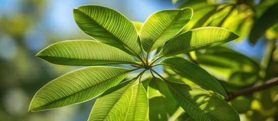 Poster - Lush green plumeria leaves showcasing vibrant texture and natural light, ideal for nature-themed projects and botanical illustrations.