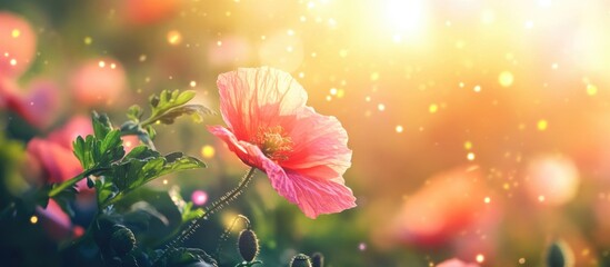 Poster - Pink Poppy Flower Blooming in Sunlight with Soft Bokeh Effect and Natural Greenery Background