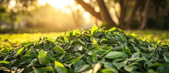 Poster - Fresh green leaves piled on the ground in a sunlit outdoor park creating a tranquil autumnal atmosphere with warm golden light.