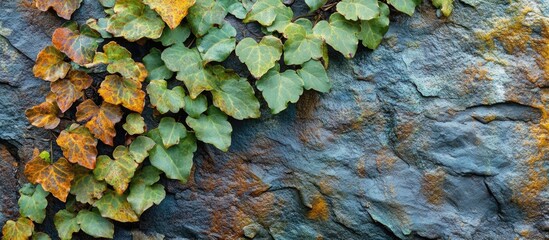 Poster - Green and brown ivy leaves on textured stone wall showcasing natural beauty and organic patterns in an outdoor setting