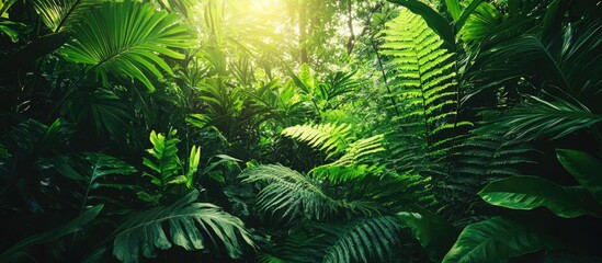 Poster - Lush green ferns thriving in a wild tropical landscape illuminated by soft sunlight through the canopy.