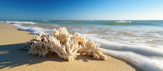 Poster - Dead coral remnants on sandy beach with gentle waves under a clear blue sky showcasing the beauty of nature's shoreline ecosystem.