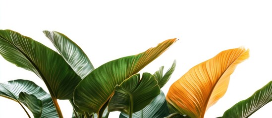 Poster - Lush palm-like leaves in vibrant green and orange tones against a white background ideal for message placement or design projects.