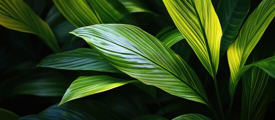 Poster - Lush green leaves illuminated by afternoon sunlight with a soft focus background creating a serene and natural atmosphere