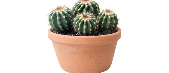 Poster - Small cactus plant in a terracotta pot isolated on a white background showcasing nature and minimalistic decor elements