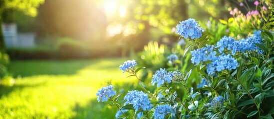 Poster - Blue Plumbago Flowers in Sunlit Garden with Lush Greenery and Soft Focus on Nature During Spring or Summer Season