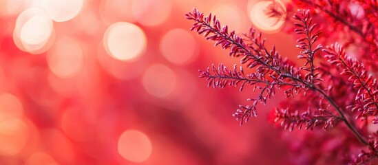 Vibrant red bokeh background with natural elements creating a soft and dreamy atmosphere ideal for creative projects and designs