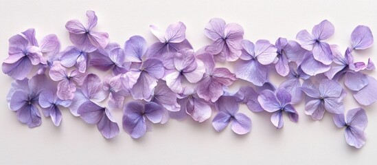 Poster - Pastel Purple Flower Border on White Paper for Greeting Cards and Celebrations with Empty Space for Custom Text or Messages