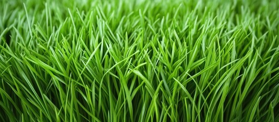 Poster - Lush green grass texture ideal for backgrounds or creative writing space in digital and print media applications.