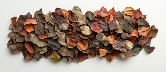 Poster - Dried water apple leaves arranged in a flat pile showcasing various earthy colors and textures from an overhead perspective.