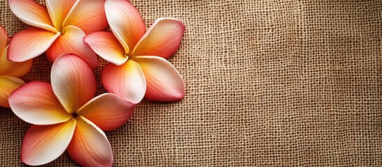 Poster - Plumeria flowers on burlap fabric providing ample copy space for design purposes in a natural and tropical theme