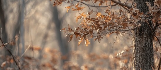 Poster - Autumn scene featuring brown dry leaves falling from trees creating a beautiful fall atmosphere in a serene forest setting