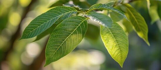 Poster - Green tree leaf with sunlight filtering through creating a vibrant natural background showcasing the beauty of nature and plant life.