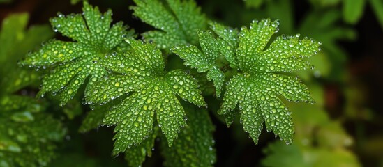 Poster - Lush green leaves adorned with water droplets creating a serene after-rain atmosphere in nature's beauty.