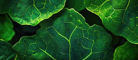 Poster - Lush close-up of vibrant kale plant leaves highlighting intricate textures and rich green hues in natural light