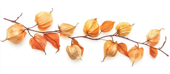 Poster - Pressed dried physalis flowers on a white background ideal for scrapbooking floristry oshibana or herbarium projects