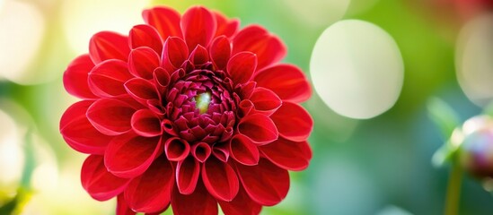 Poster - Vibrant close-up of a red five-petaled flower showcasing intricate textures and soft bokeh background for floral aesthetic.
