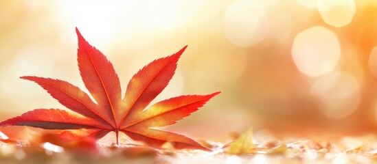 Poster - Vibrant red autumn leaf resting in a garden with soft bokeh background creating a warm and tranquil seasonal atmosphere