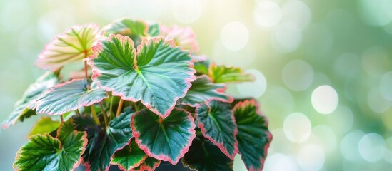 Poster - Potted begonia corallina luzerna houseplant with vibrant leaves against a soft green bokeh background capturing natural beauty and tranquility.