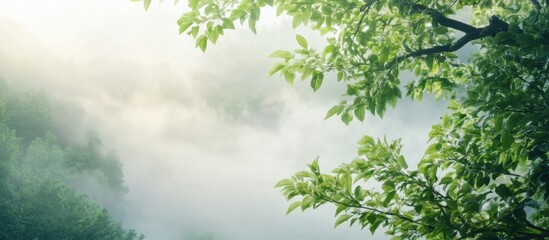 Aufkleber - Morning fog enveloping a tranquil forest landscape with lush greenery and blank space for customizable text overlay