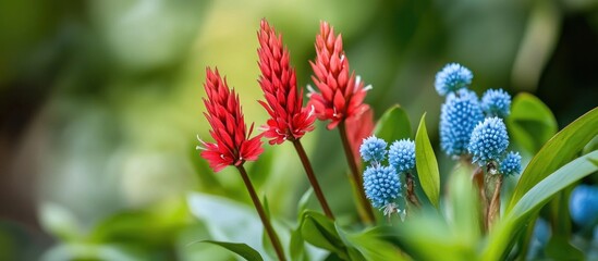 Poster - Vibrant red and blue flower blossoms on soft blurred green foliage background with ample copy space for text or design elements